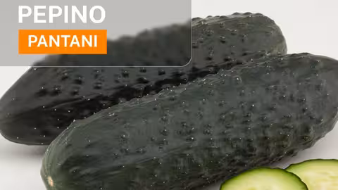 Pepino espa&ntilde;ol Pantani (Foto Nunhems BASF)