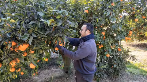 Joven agricultor Dani Carbonell trabajando en el campo (Foto La Uni&oacute;)