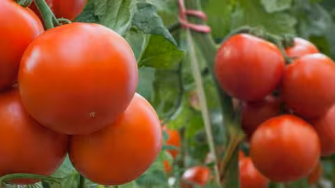 Tomates (Foto COAG)