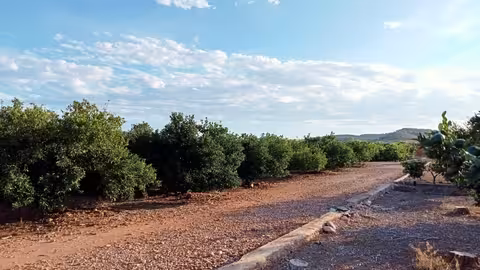 Terrenos de naranjos afectados por la planta solar (Foto La Uni&oacute;)