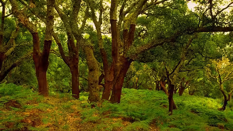 Ejemplares de alcornoques descorchados en el Parque Natural de los Alcornocales en C&aacute;diz (Foto Junta de Andaluc&iacute;a)