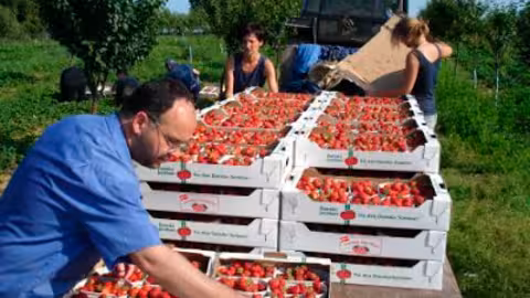 Trabajadores agrarios (Foto UGT FICA)