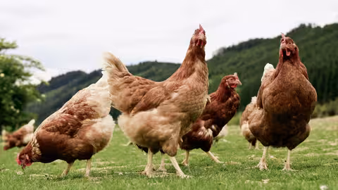 Gallinas al aire libre (Foto Mapama)