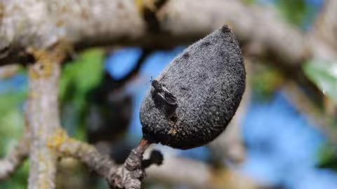 Larva de avispilla en pepita de almendra (Foto CARM)