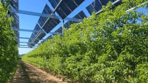 Agrovoltaica (Foto UNEF)