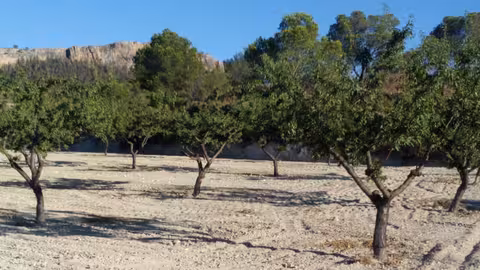 Almendros en la Regi&oacute;n de Murcia (Foto UPA Murcia)
