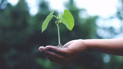 Diferencias entre agricultura intensiva y extensiva.