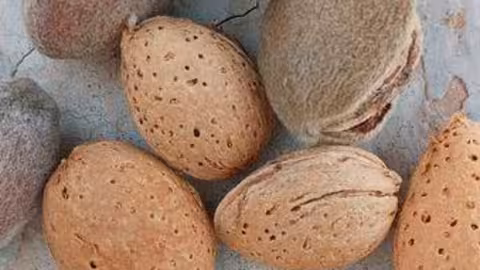Almendras (Foto UPA)