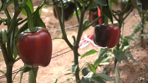 Pimientos precosecha agua ozonizada (Foto Imida)