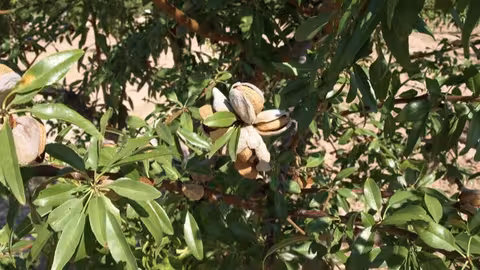 Almendro de floraci&oacute;n tard&iacute;a (Foto CARM)