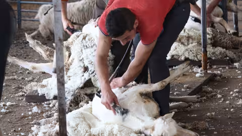 Esquileo de ovino_lana de oveja (Foto Asaja Ciudad Real)