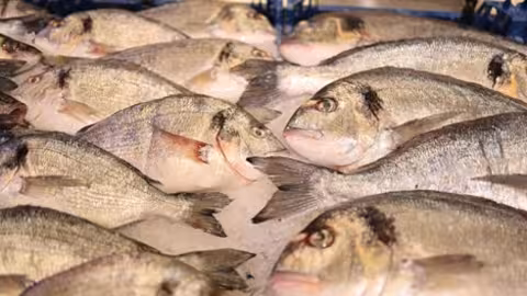 Besugo pescado (Foto MAPA)