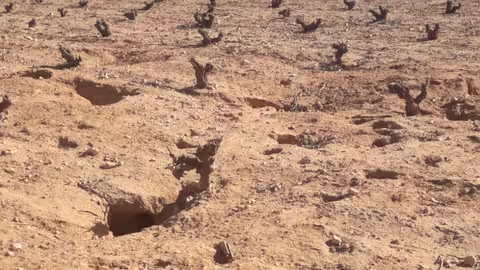 Da&ntilde;os en vi&ntilde;edo por la proliferaci&oacute;n de conejos silvestres (Foto CARM)
