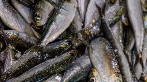 Sardina ib&eacute;rica (Foto CARM)