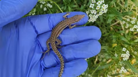 Estudio de reptiles para el control biol&oacute;gico en invernaderos (Foto Ifapa)