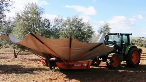 Cosechadora trabajando en una plantaci&oacute;n (Foto Asaja)