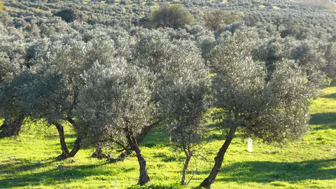 Olivos ecol&oacute;gicos (Foto Junta Andaluc&iacute;a)
