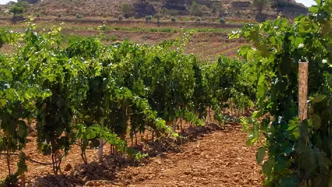 Vi&ntilde;edo (Foto Asaja Castilla-La Mancha)