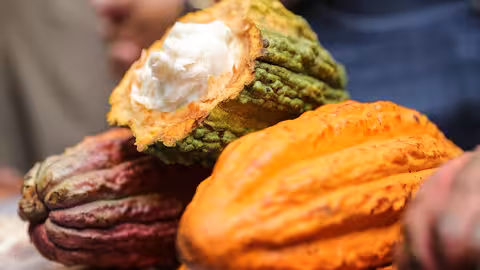 Cacao (Foto Adex)
