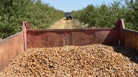 Cosecha de almendra (Foto Asaja Sevilla)