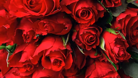 Rosas rojas (Imagen de G&aacute;bor Adonyi en Pixabay)