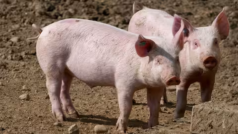 Lechones de porcino (Foto Uni&oacute;n de Uniones)
