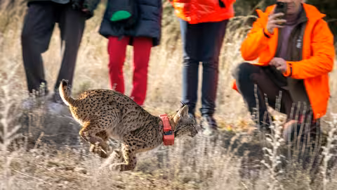 Suelta de los primeros linces ib&eacute;rico en la provincia de Cuenca (Foto Gobierno de Castilla-La Mancha)