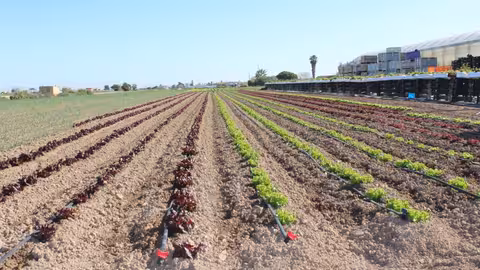 Cultivo en l&rsquo;Horta (Foto La Uni&oacute;)