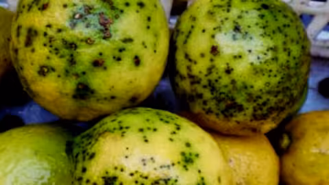 Limones con mancha negra (Foto La Uni&oacute;)