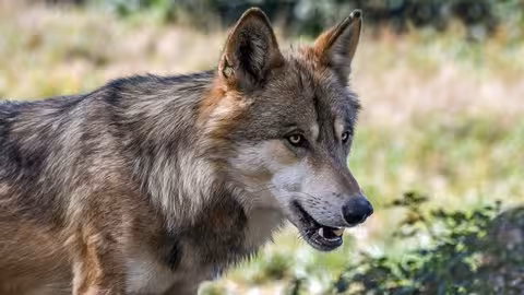 Lobo (Foto Uni&oacute;n de Uniones)