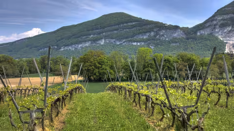 Vi&ntilde;edo (Foto MAPA)