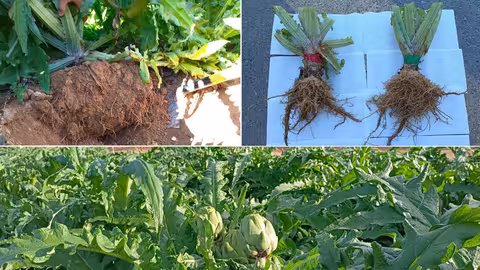Rendimientos de cultivos de alcachofa fertilizados con carb&oacute;n vegetal (Foto UPCT)