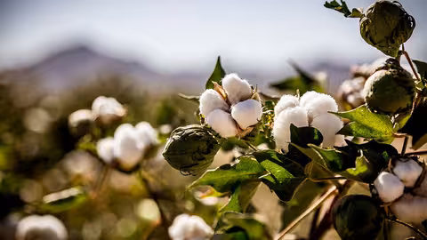 Producci&oacute;n de algod&oacute;n (Foto Junta de Andaluc&iacute;a)