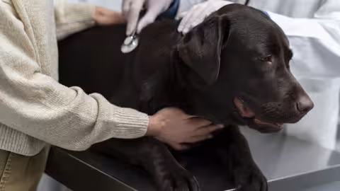 Atenci&oacute;n veterinaria (Foto ColVet)