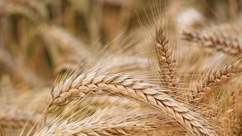 Variedades de trigo en Espa&ntilde;a.
