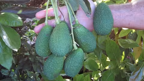 Aguacates en &aacute;rbol (Foto AVA-Asaja) Archivo