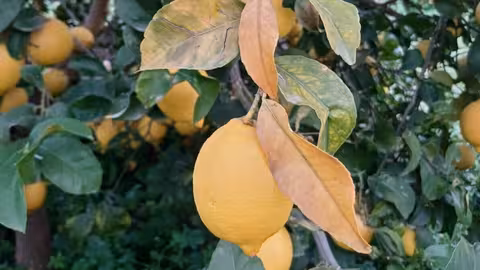 Limones afectados por la helada de enero 2025 (Foto Asaja Alicante)