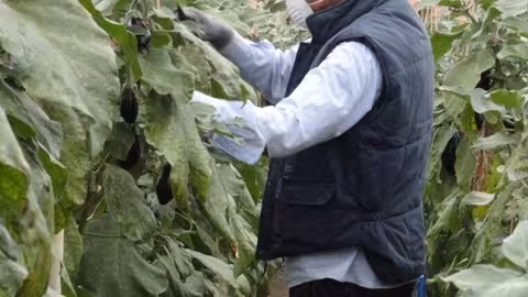 Trabajador en un invernedero de Almer&iacute;a (Foto Asaja)