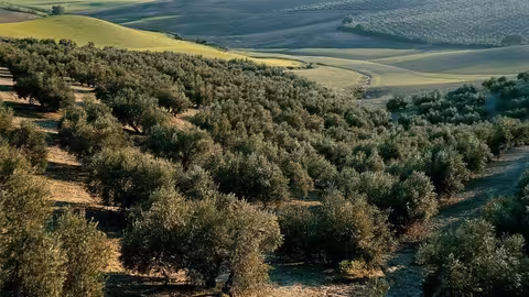 Olivar (Foto Cooperativas Agroalimentarias)
