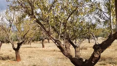 Almendros (Foto Asaja Albacete)