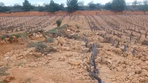 Vi&ntilde;edo de Reque&ntilde;a da&ntilde;ado por la DANA (Foto AVA-Asaja)