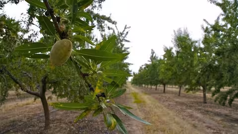 Cultivo de almendros (Foto Junta de Andaluc&iacute;a)