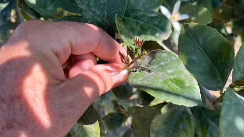 Plaga de Trips en c&iacute;tricos (Foto Asaja Murcia)