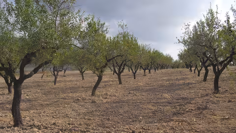 Almendros (Foto AVA-Asaja)