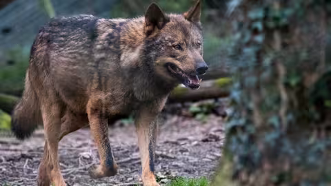 Lobo ib&eacute;rico (Foto Miteco)