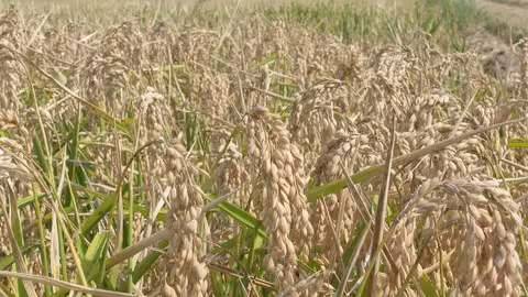 Cultivo de arroz en La Albufera de Valencia (Foto La Uni&oacute;)