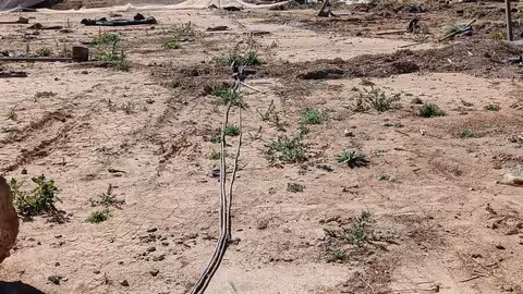 Robos en el vivero Vivercid afectado por la DANA (Foto AVA-Asaja)