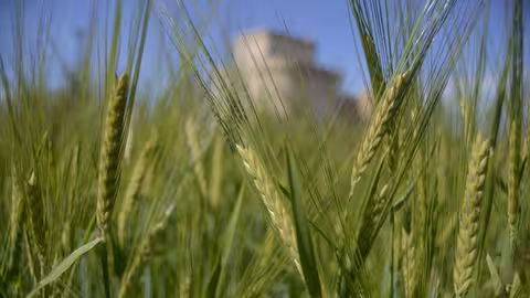 Campo de cereal de Segovia (Foto MAPA)