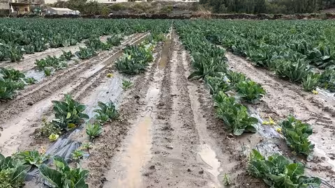 Cultivo de hortaliza inundado por las lluvias (Foto Asaja Almer&iacute;a)