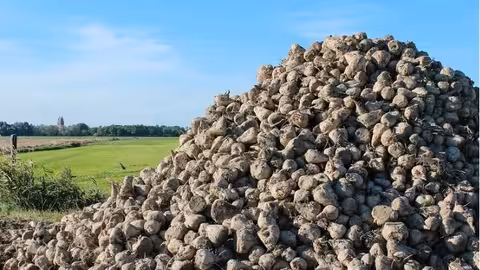 Remolacha (Foto Asaja Castilla y Le&oacute;n)